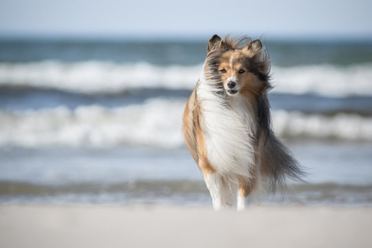 dog playing on the beach