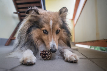 Portrait of sheltie dog