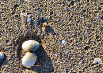 Shells on Sand Beach Background with Copy Space.