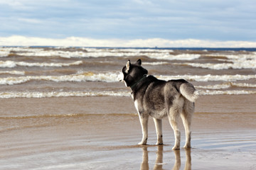 Dog breed Siberian Husky standing on the shore of a stormy sea