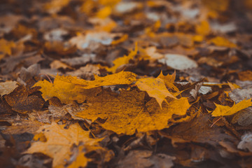 Braune herbstblätter
