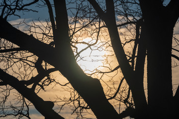 Bare Tree at Sunset