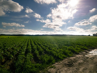 Fototapeta na wymiar Landacape of potato plantation.