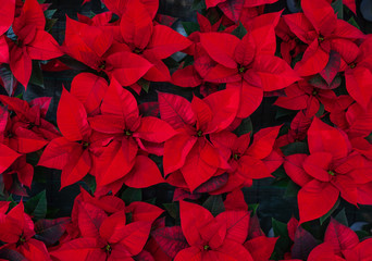 Red poinsettia flower, also known as the Christmas star or Bartholomew star.