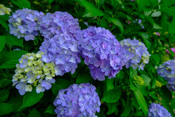 谷厳寺の紫陽花