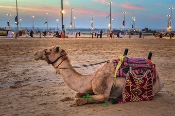 Fototapeten Desert  safari camel ride festival in Abqaiq Dammam Saudi Arabia. © AFZALKHAN