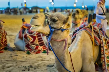 Fototapeten Desert  safari camel ride festival in Abqaiq Dammam Saudi Arabia © AFZALKHAN