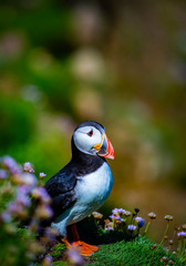 Puffin on Saltee Island, Ireland. With Blurred Background and Copy Space