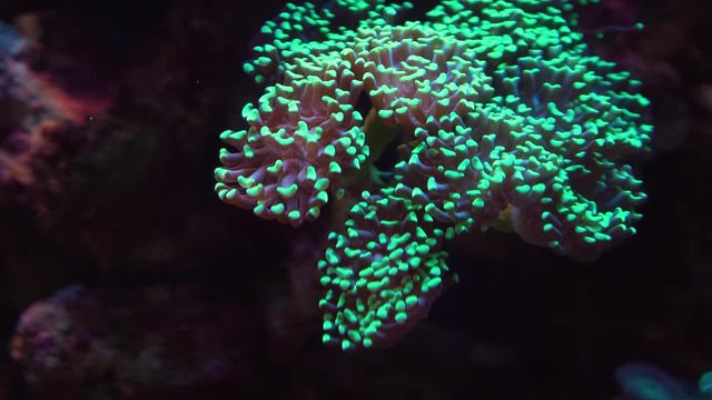 Underwater colorful tropical coral reef. 