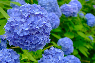 Obraz premium 谷厳寺の紫陽花