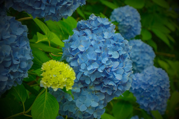 谷厳寺の紫陽花