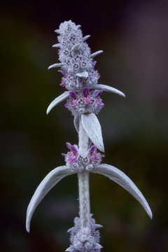 Close-ups of summer flowers in the garden