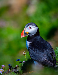Puffin on Saltee Island, Ireland. With Blurred Background and Copy Space