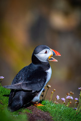 Puffin on Saltee Island, Ireland. With Blurred Background and Copy Space