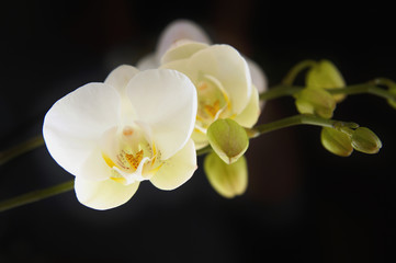 Branch of white Moon orchid. Close up of white orchids on dark background. Moon Orchid flower in composition with copy space.
