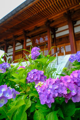 Fototapeta na wymiar 谷厳寺の紫陽花