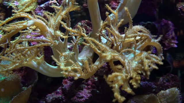Underwater colorful tropical coral reef. 