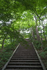 Obraz premium 谷厳寺の紫陽花