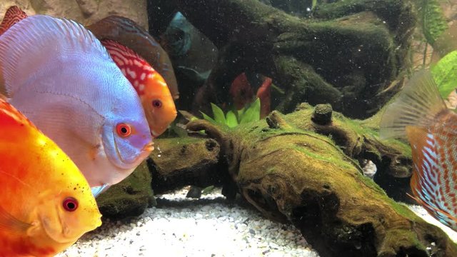 Diskusfische in der Gruppe im Aquarium
