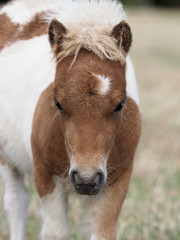 Fototapeta premium Cute Shetland Pony Foal