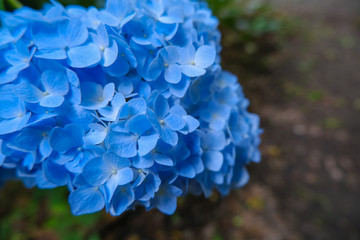 谷厳寺の紫陽花