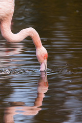 Reflection of a preening Chilean flamingo