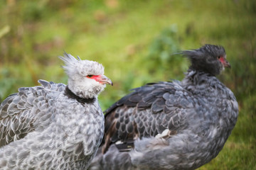 Crested screamer pair