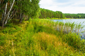 Trzciny jezioro las trawy wodne	kaszuby - obrazy, fototapety, plakaty