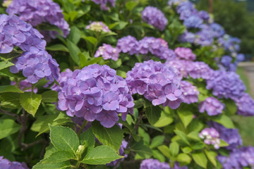 谷厳寺の紫陽花