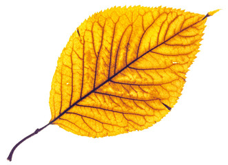 Folgia secca giallo vivido retroilluminata con sfondo bianco