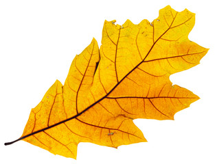 Gran foglia gialla secca retroilluminata con sfondo bianco