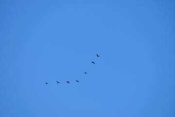 birds flying in the sky
