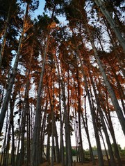 Fototapeta premium trees in forest