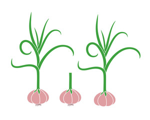 Garlic logo. Isolated garlic on white background