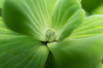 Many Water Lettuce in a Water Basin