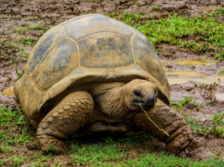 Giant tortoise of Mauritius island