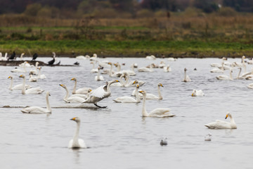 Whooper swan coming into land