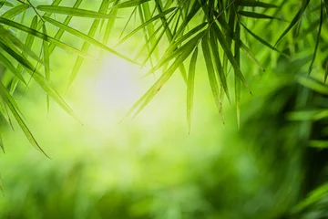  Closeup beautiful view of nature green bamboo leaf on greenery blurred background with sunlight and copy space. It is use for natural ecology summer background and fresh wallpaper concept. © Dilok
