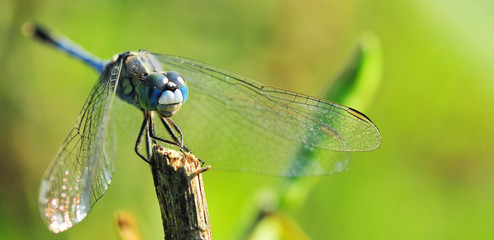 dragonfly out door