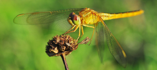 dragonfly out door