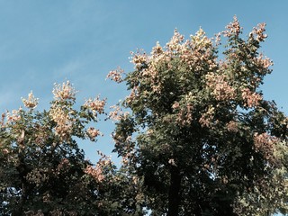 cherry tree in bloom