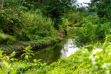 Nature, river in the middle of the forest in Thailand