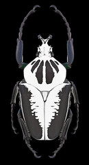 Beetle Goliathus regius on a black background