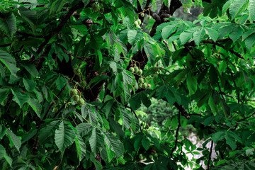 Fototapeta na wymiar Beautiful green background with chestnuts