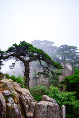 Huangshan (Yellow Mountain) Pine from Anhui Province China. Huangshan is a UNESCO World Heritage Site and one of China's major tourist destinations.