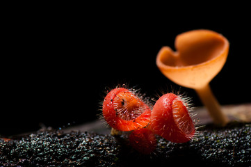Orange mushroom or Champagne mushroom in rain forest, Thailand.
