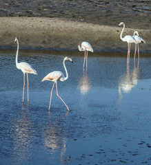 Caribbean pink flamingo at Ras al Khor Wildlife Sanctuary, a wetland reserve in Dubai, United Arab Emirates,
