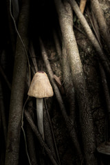 A single mushroom between old trees (fake mushrooms)