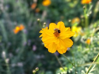 bee on flower