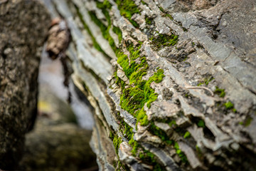 Small ferns grow up along the rocky edges of the river.
